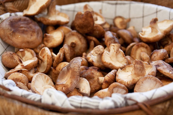 basket of freshly picked wild mushrooms, perfect for making pierogi filling