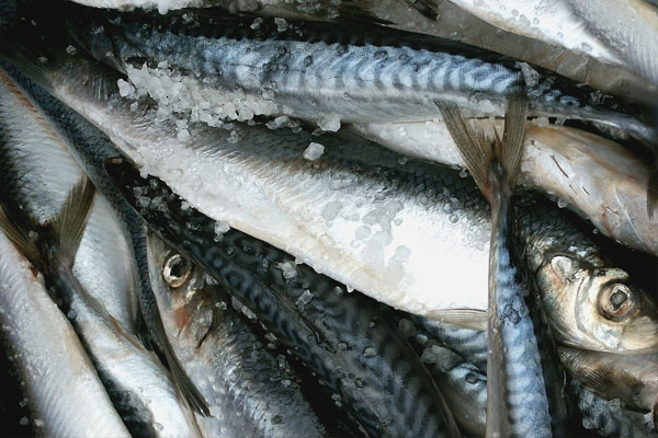 Whole herring fish on ice