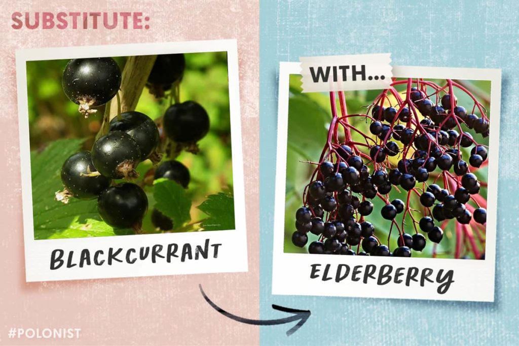 Blackcurrant substitute: elderberry